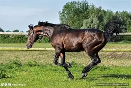 马田村井岗村械斗处理结果